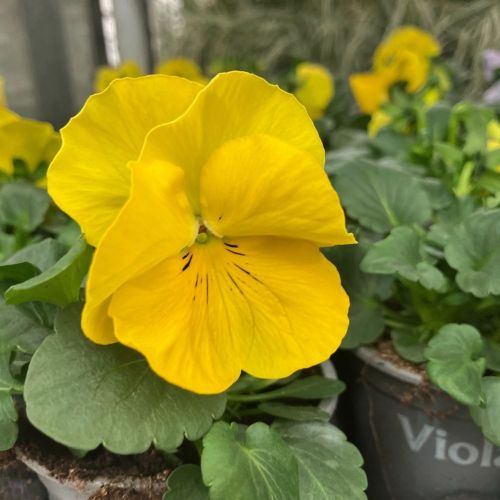 Pensées Jaunes en lot de 9 pots de 9 cm