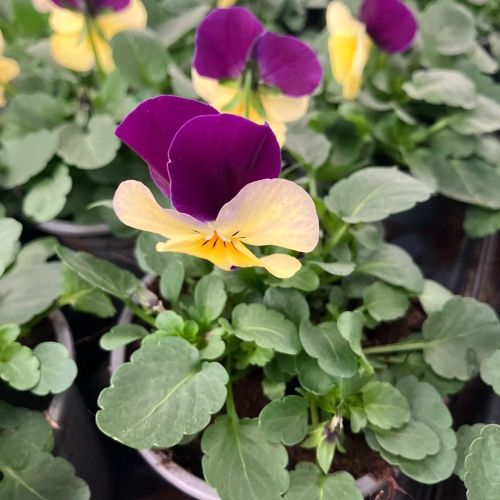 Violas Cornuta Violet-Blanc à Macule Jaune en lot de 9 pots