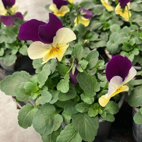Violas Cornuta Violet-Blanc à Macule Jaune en lot de 9 pots