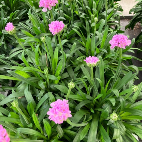 Armeria Dreameria® Sweet Dream