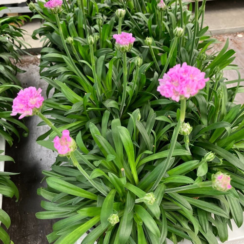 Armeria Dreameria® Sweet Dream