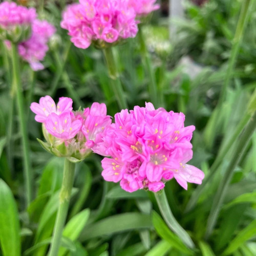 Armeria Dreameria® Sweet Dream