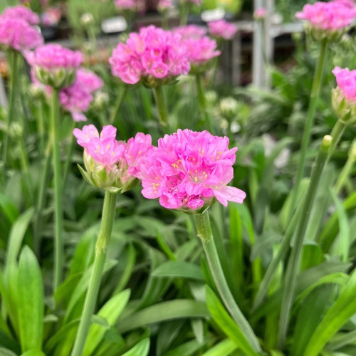 Armeria Dreameria® Sweet Dream