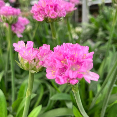 Armeria Dreameria® Sweet Dream