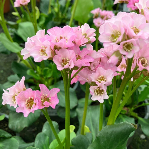 Bergenia Cordifolia