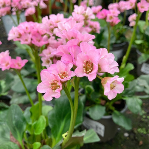Bergenia Cordifolia
