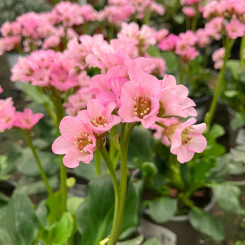 Bergenia Cordifolia