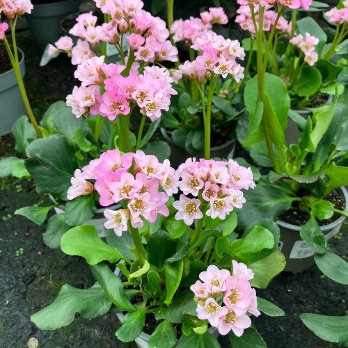 Bergenia Cordifolia