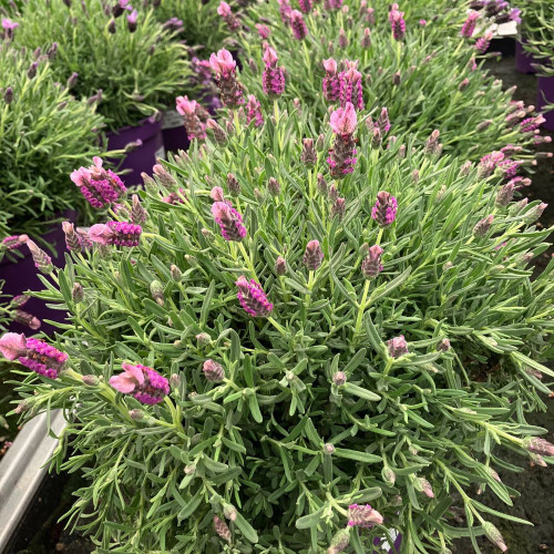 Lavande Stoechas Papillon en pot de 20cm