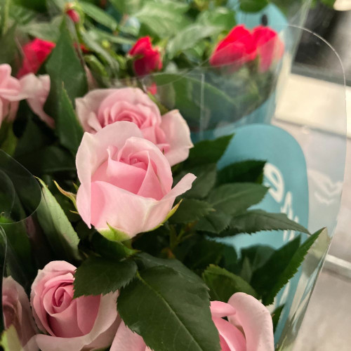 Rosiers Minis d'Intérieur en lot de 8 pots de 11 cm