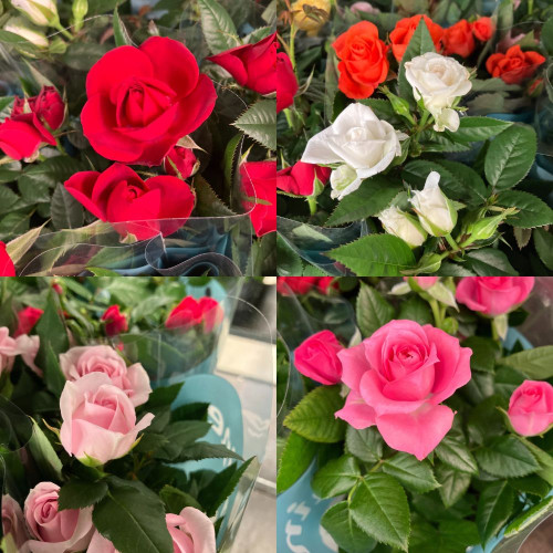 Rosiers Minis d'Intérieur en lot de 8 pots de 11 cm