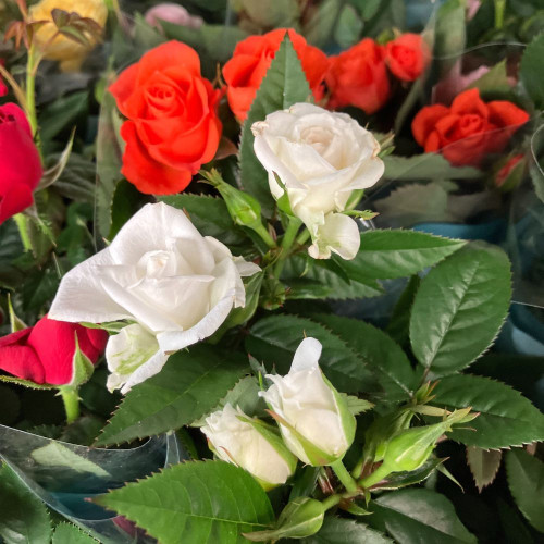 Rosiers Minis d'Intérieur en lot de 8 pots de 11 cm