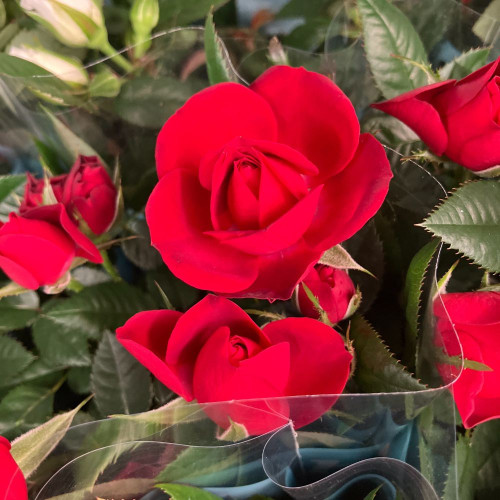 Rosiers Minis d'Intérieur en lot de 8 pots de 11 cm