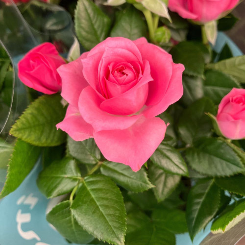 Rosiers Minis d'Intérieur en lot de 8 pots de 11 cm