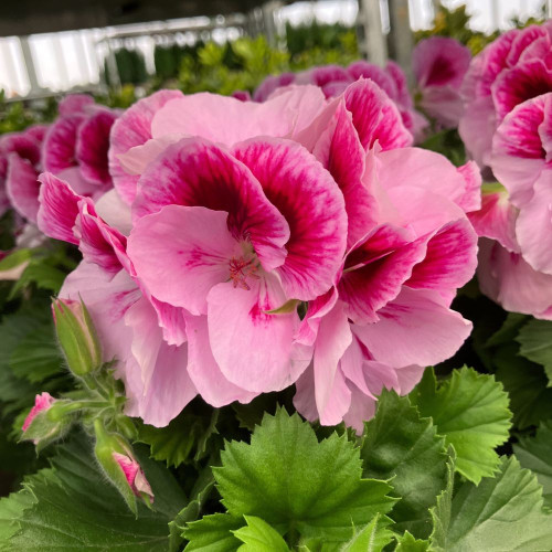 Pelargonium Collection Bella Donna en lot de 8 pots de 11cm