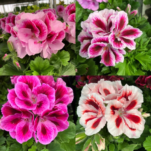 Pelargonium Collection Bella Donna en lot de 8 pots de 11cm