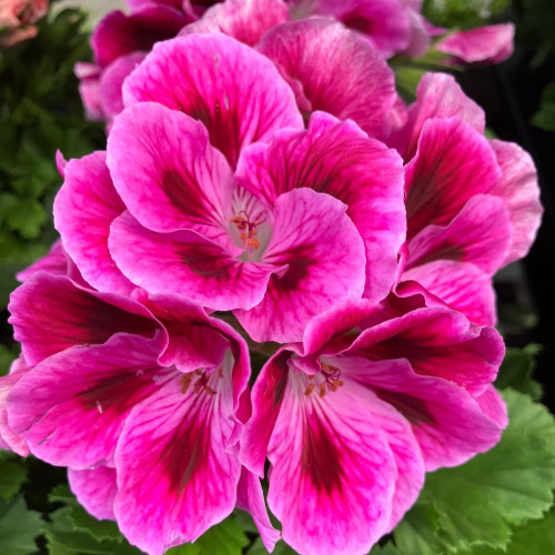 Pelargonium Collection Bella Donna en lot de 8 pots de 11cm