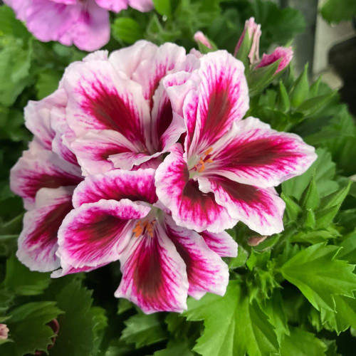 Pelargonium Collection Bella Donna en lot de 8 pots de 11cm