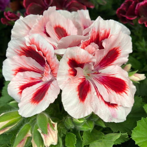 Pelargonium Collection Bella Donna en lot de 8 pots de 11cm