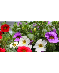 Calibrachoa Hawaiian Country 2015