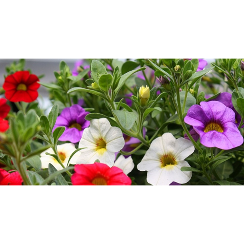 Calibrachoa Hawaiian Country 2015