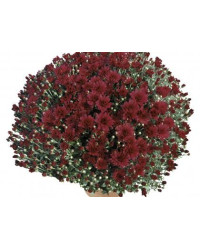 Pomponnette Chrysanthème Rouge