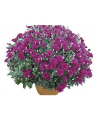 Pomponnette Chrysanthème Mauve