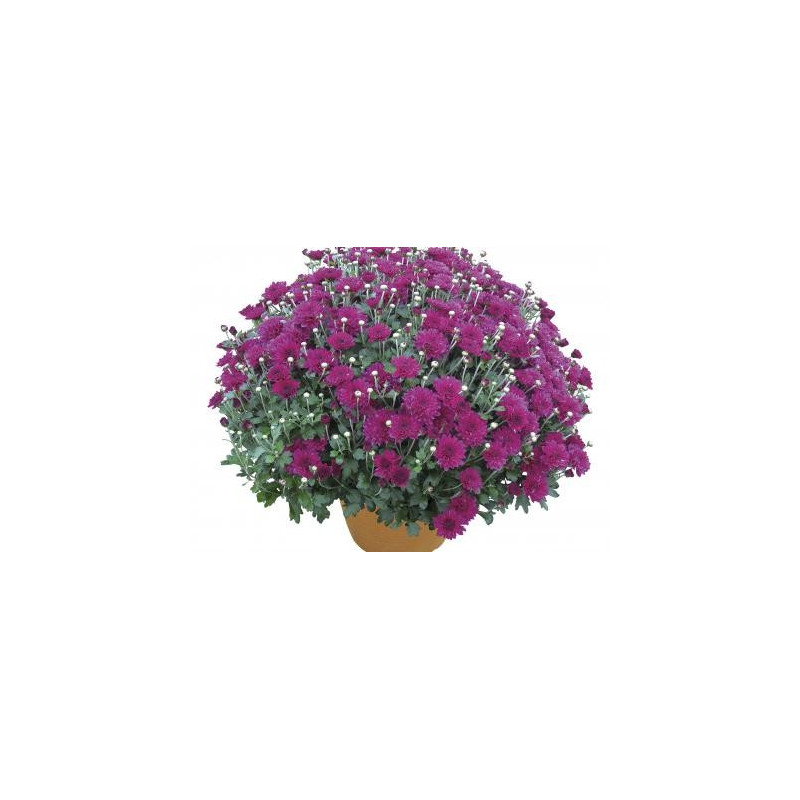 acheter-chrysanth-me-pomponnette-estivales-prado-mauve-pas-cher-sur