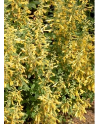 Agastache Aurantiaca Sunset Yellow