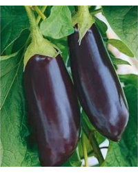 Aubergine Greffe Greffe Sultane