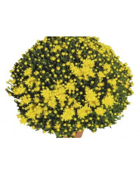 Pomponnette Chrysanthème Jaune