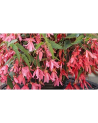 Begonia Boliviensis Bossa Nova Rose