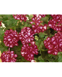 Geranium Lierre Double Toscana Chris