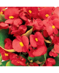 Begonia Massif Ambassador Scarlet