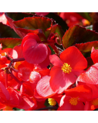 Begonia Big Red Bronze Leaf