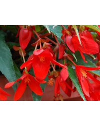 Begonia Summerwings Deep Red
