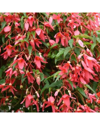 Begonia Summerwings Rose