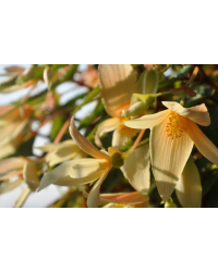 Begonia Summerwings Vanilla