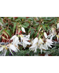 Begonia Summerwings White