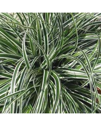 Carex Oshimensis Everest
