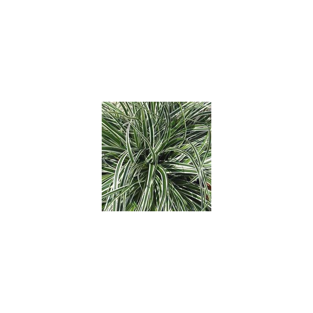 Carex Oshimensis Everest