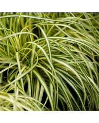 Carex Oshimensis Evergold