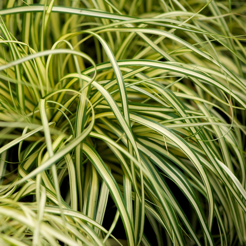 Carex Oshimensis Evergold