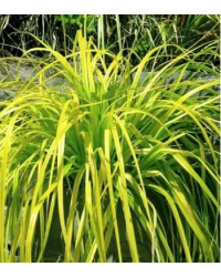 Carex Oshimensis Everillo