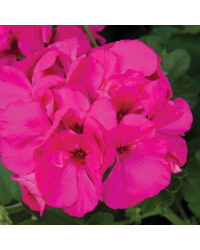 Geranium Lierre Double Calliope Lavender Rose