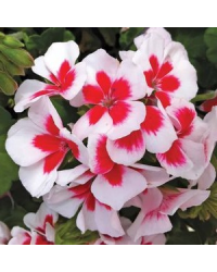 Geranium Zonal Americana White Splash