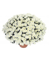 Pomponnette Chrysanthème Blanc
