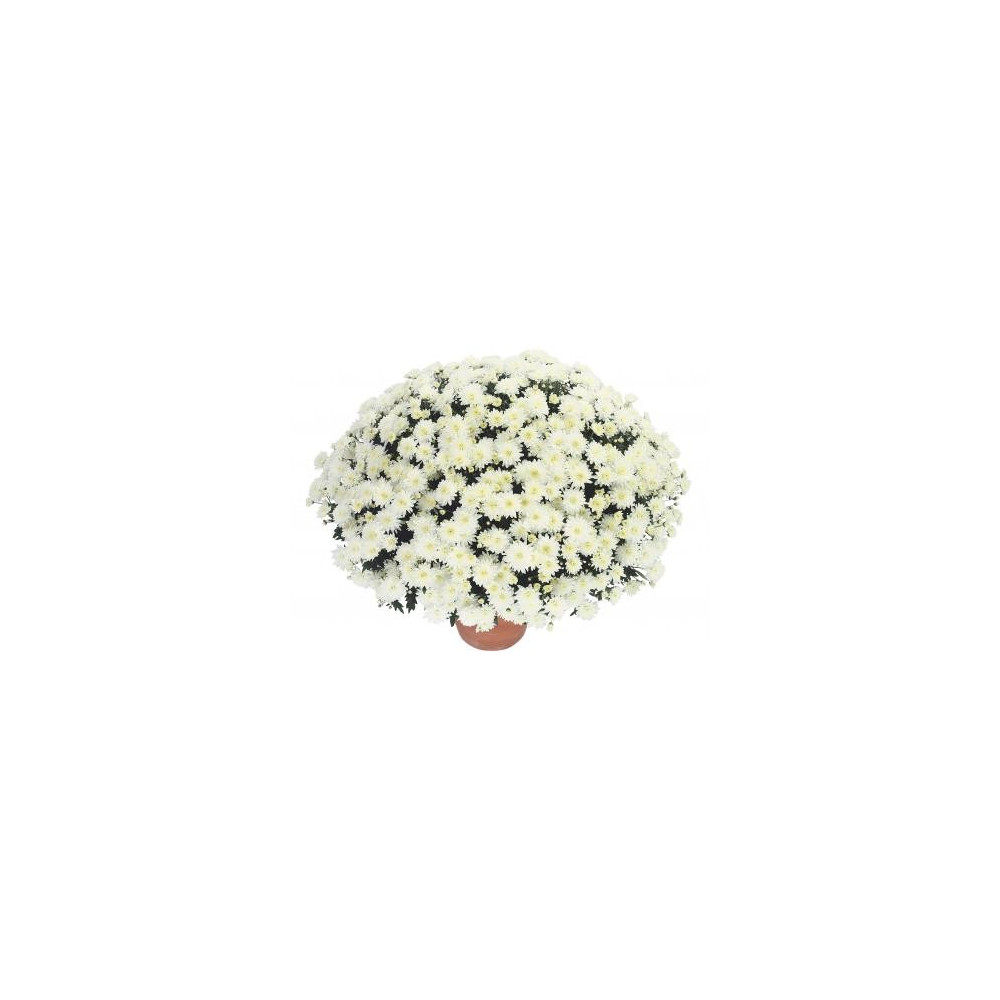 Chrysanthème Blanc