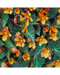 Begonia Glowing Embers