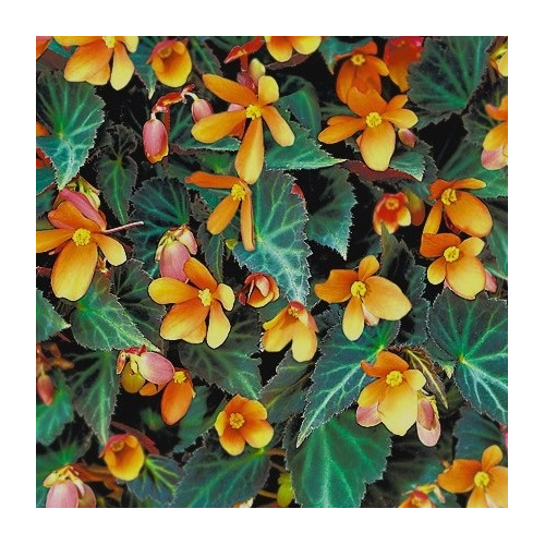 Begonia Glowing Embers